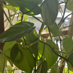 Heart Leaf Philodendron