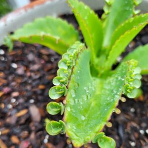 Mother of Thousands