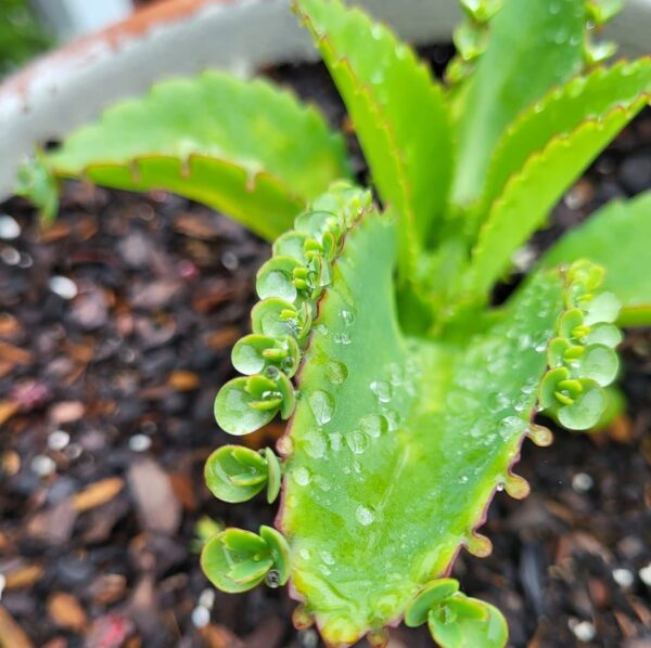 Mother of Thousands